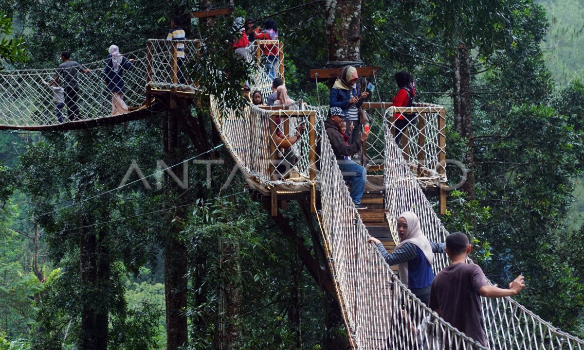 MunggangJati Forest: The Green Heart Refreshing Souls in Cilacap